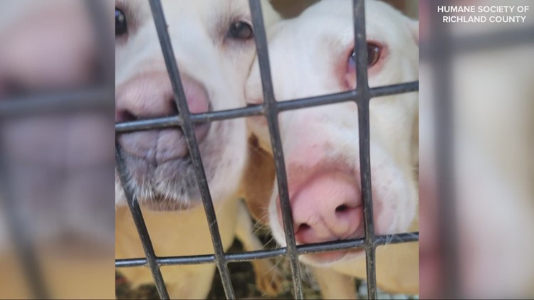 Sheriff: 2 arrested after 82 dogs found living in 'deplorable' conditions on Richland County property