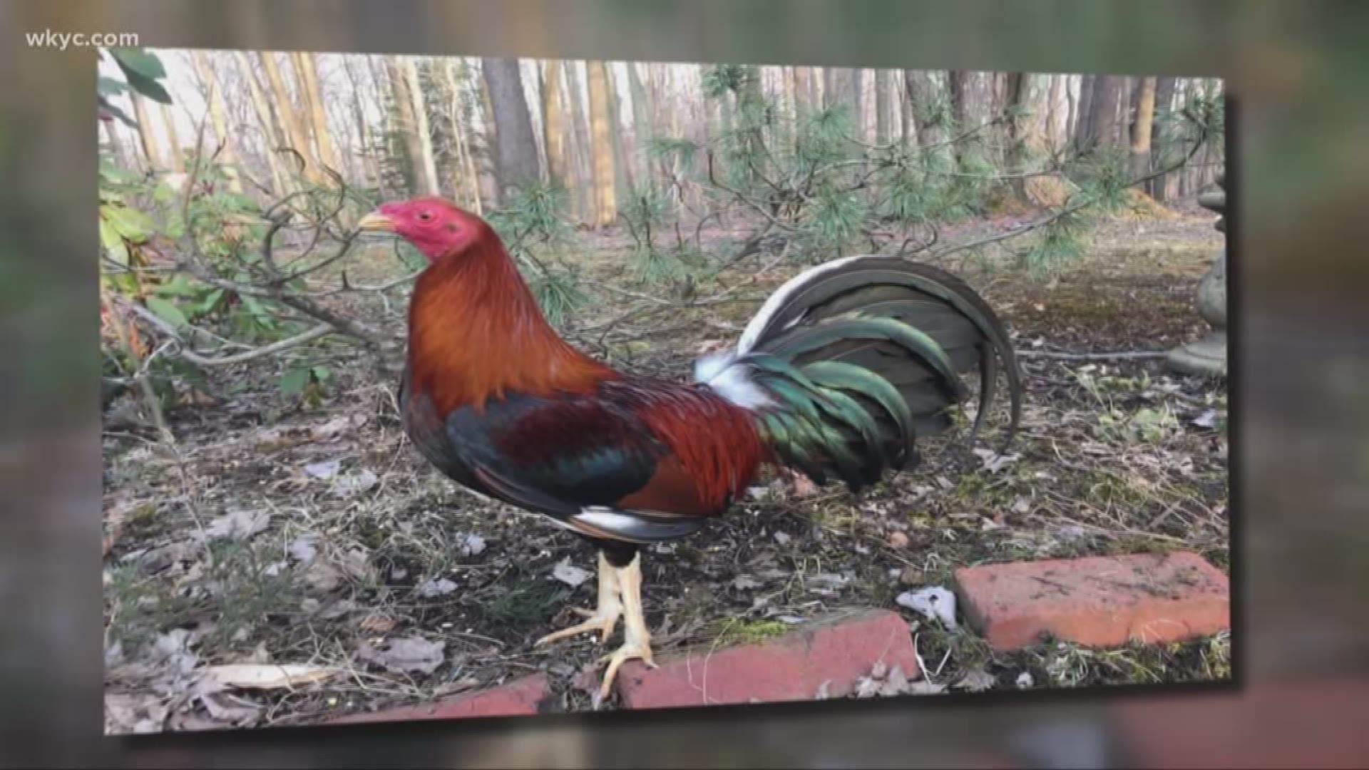 How A Rescued Rooster Helped Rescue Its Family Kcentv Com