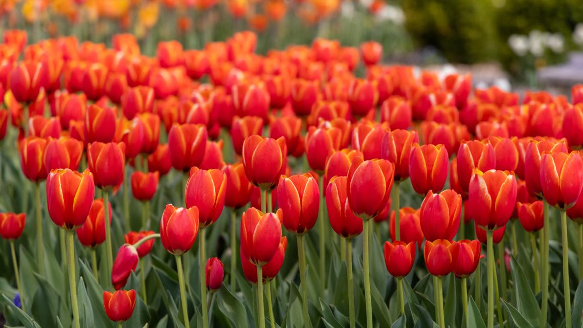 Robinson Family Farm to host Texas Tulip Fest in March 2024 | TX - Vimarsana News