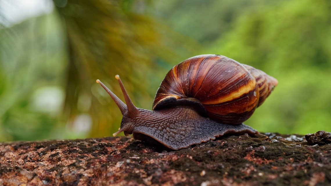 South Florida county sees giant African land snail infestation | kcentv.com