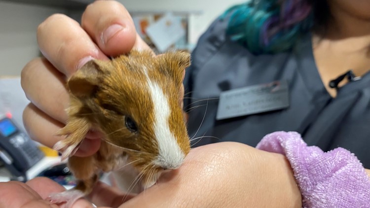 Austin Guinea Pig Rescue seeking help after pets found dumped around Central Texas