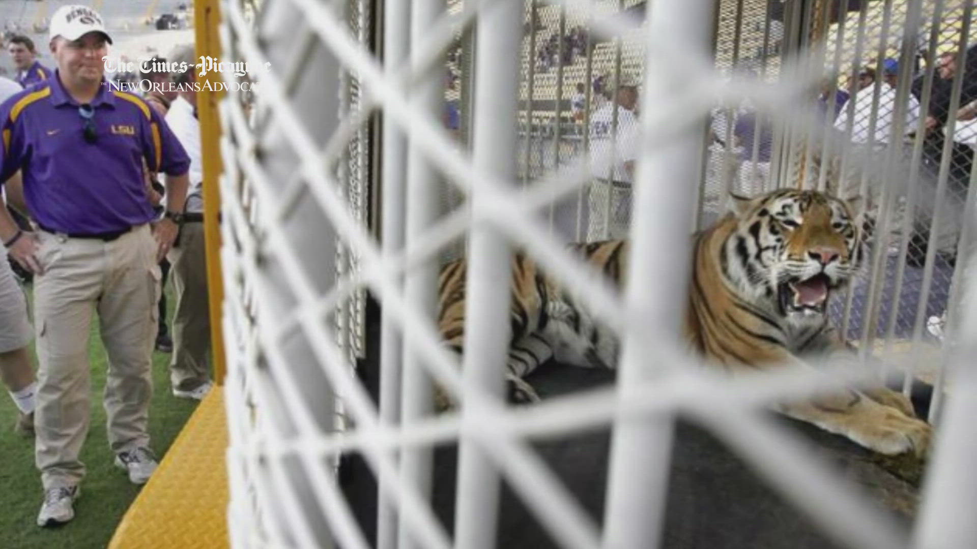 Louisiana Governor Jeff Landry confirmed a tiger had been brought to Baton Rouge and will be paraded around the stadium when No. 14 LSU hosts No. 11 Bama Saturday.