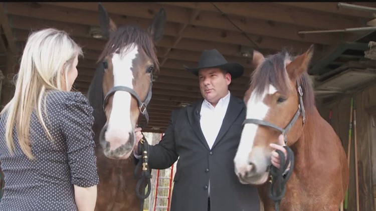 Clydesdales featured in Budweiser commercial from Pearl River