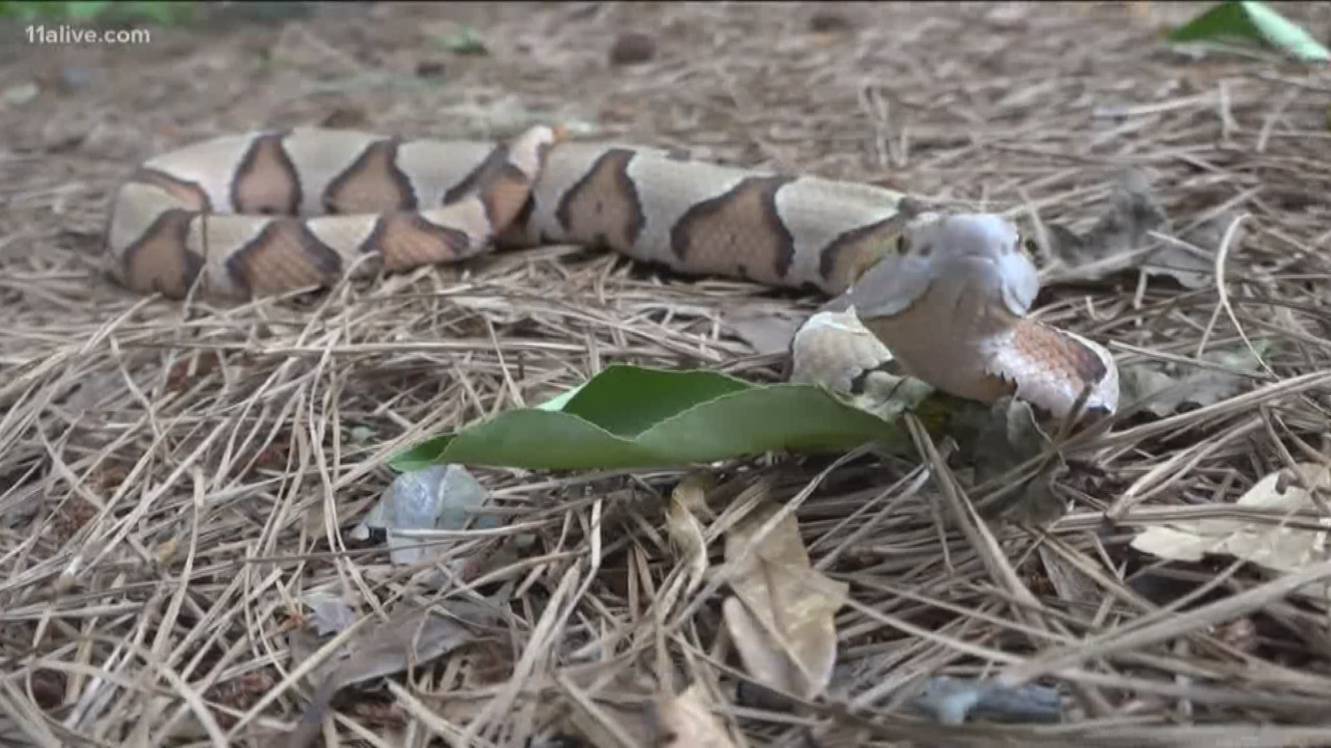 Out of 46 kinds of snakes in Georgia, there are six that live in this state. In metro Atlanta, you're only likely to see one -- the copperhead.