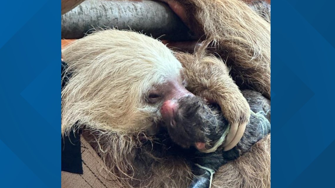 Zoo Atlanta new baby sloth