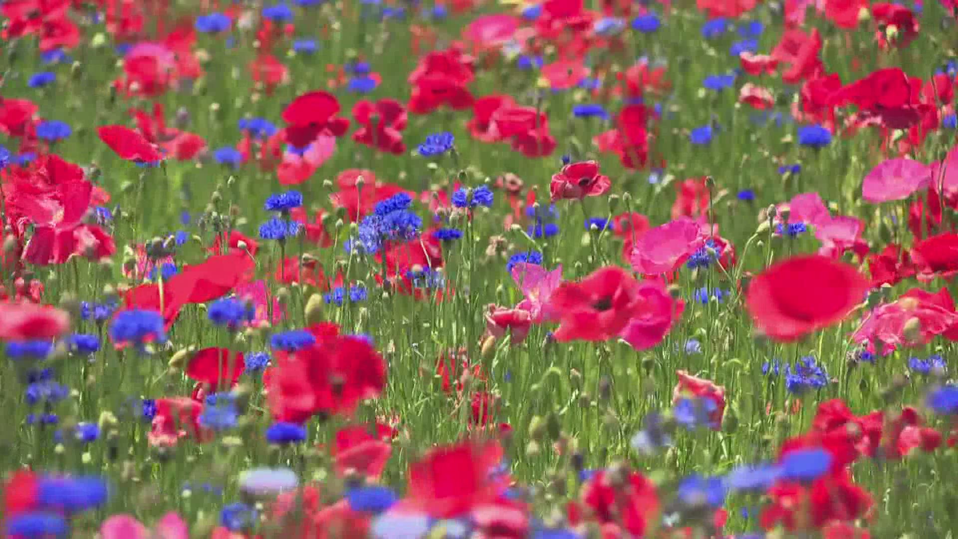 Fennville cemetery is receiving more visitors than usual these days. Why? Poppies.