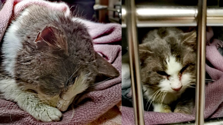 Cat found frozen to ground after storm doing well, regaining strength
