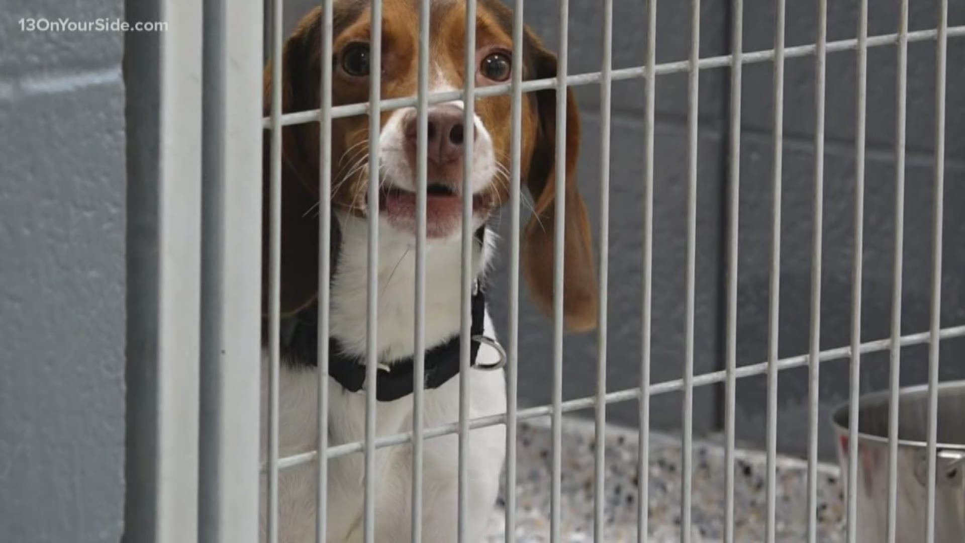 Most shelters in West Michigan have systems in place to help quickly reunite pets with their owners.